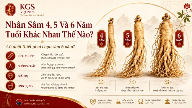 Nhân Sâm 4, 5 Và 6 Năm Tuổi Khác Nhau Thế Nào? Có Nhất Thiết Phải Chọn Sâm 6 Năm?