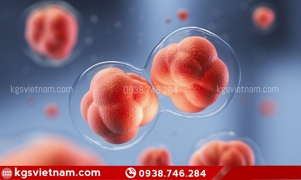 Người cao huyết áp có nên sử dụng hồng sâm hay không