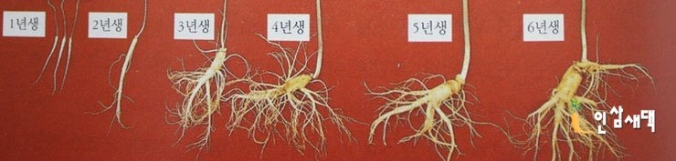 cách phân biệt nhân sâm 6 năm tuổi