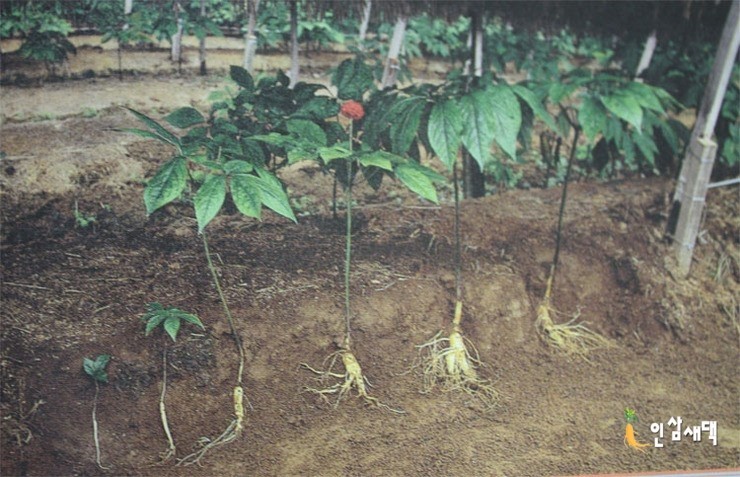 hình ảnh chi tiết phân biệt nhân sâm hàn quốc 6 năm tuổi tại vườn