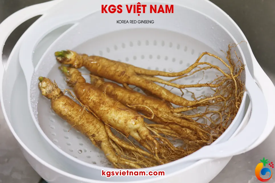 cho sâm tươi vào chậu ngâm nước cho đất bám trên thân mềm ra