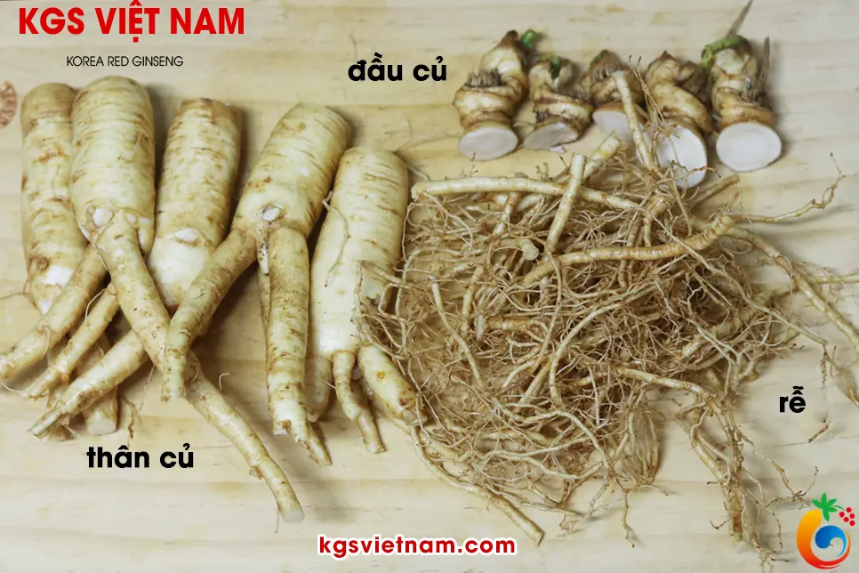 Cắt tỉa đầu củ sâm và thân, rễ để ra riêng