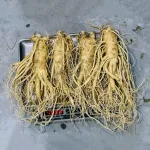 Sâm Tươi Hàn Quốc 4 Củ 1 Kg Dùng Để Ngâm Rượu, Biếu Tặng