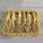 Sâm Tươi Hàn Quốc 6 Củ 1 Kg Dùng Để Ngâm Rượu, Biếu Tặng