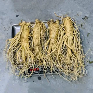 Sâm Tươi Hàn Quốc 4 Củ 1 Kg Dùng Để Ngâm Rượu, Biếu Tặng