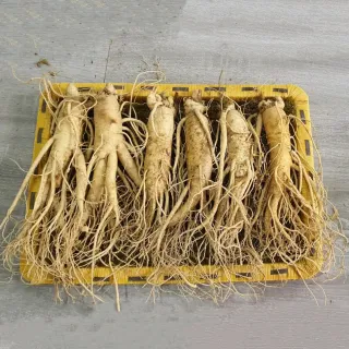 Sâm Tươi Hàn Quốc 6 Củ 1 Kg Dùng Để Ngâm Rượu, Biếu Tặng