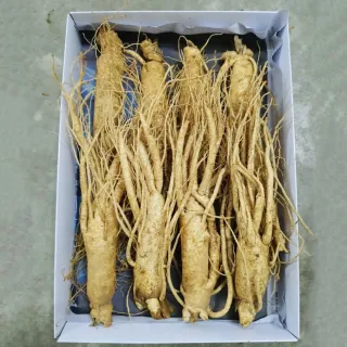 Sâm Tươi Hàn Quốc 8 Củ 1 Kg Dùng Để Ngâm Rượu, Biếu Tặng