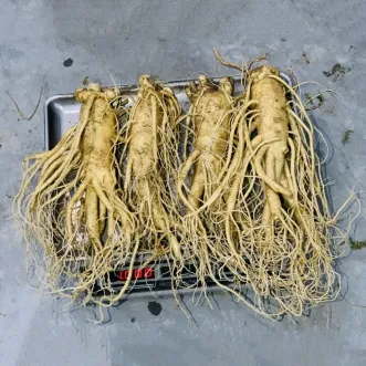 Sâm Tươi Hàn Quốc 4 Củ 1 Kg Dùng Để Ngâm Rượu, Biếu Tặng