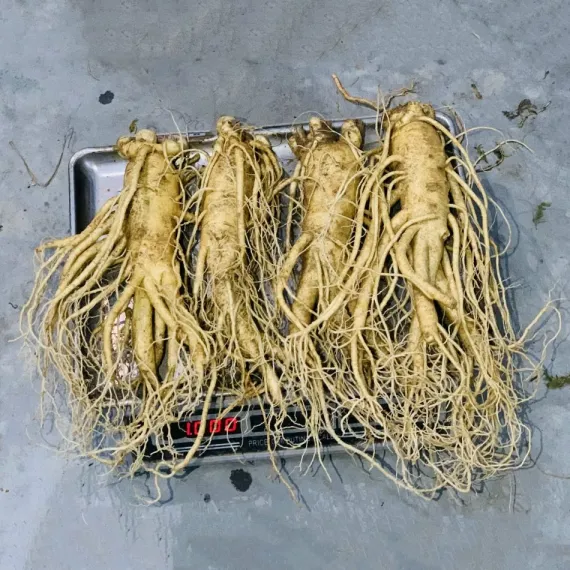 Sâm Tươi Hàn Quốc 4 Củ 1 Kg Dùng Để Ngâm Rượu, Biếu Tặng