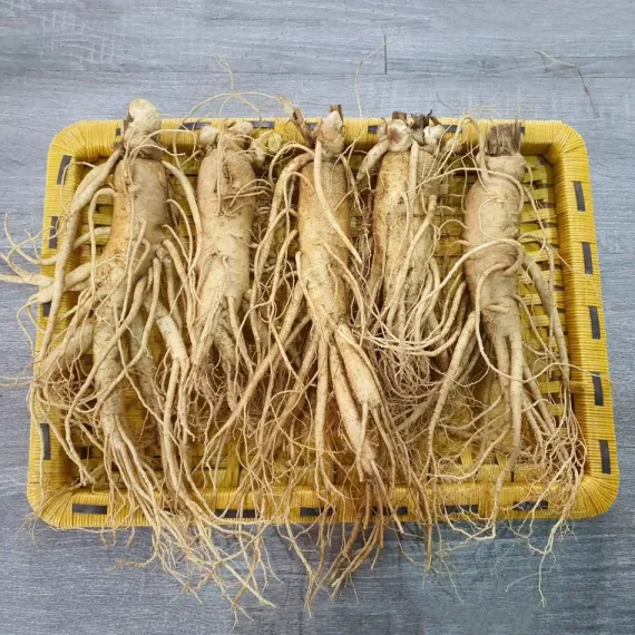 Sâm Tươi Hàn Quốc 5 Củ 1 Kg Dùng Để Ngâm Rượu, Biếu Tặng