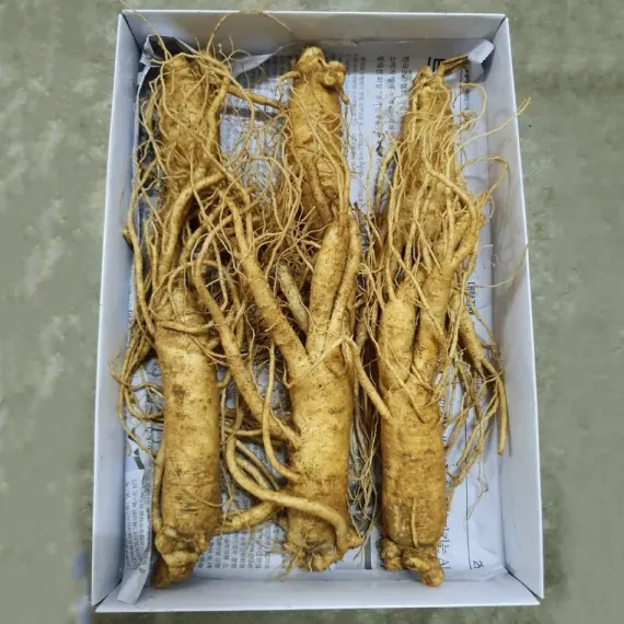 Sâm Tươi Hàn Quốc 6 Củ 1 Kg Dùng Để Ngâm Rượu, Biếu Tặng