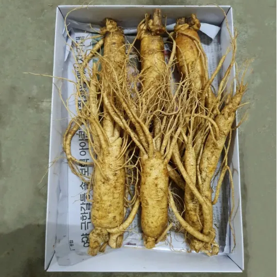 Sâm Tươi Hàn Quốc 6 Củ 1 Kg Dùng Để Ngâm Rượu, Biếu Tặng