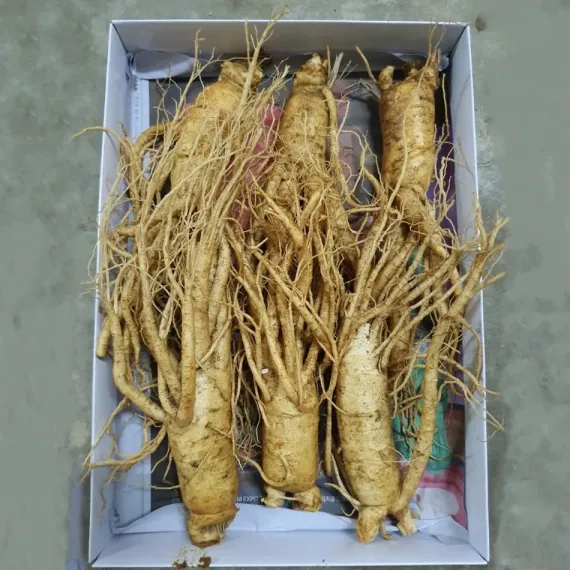 Sâm Tươi Hàn Quốc 6 Củ 1 Kg Dùng Để Ngâm Rượu, Biếu Tặng