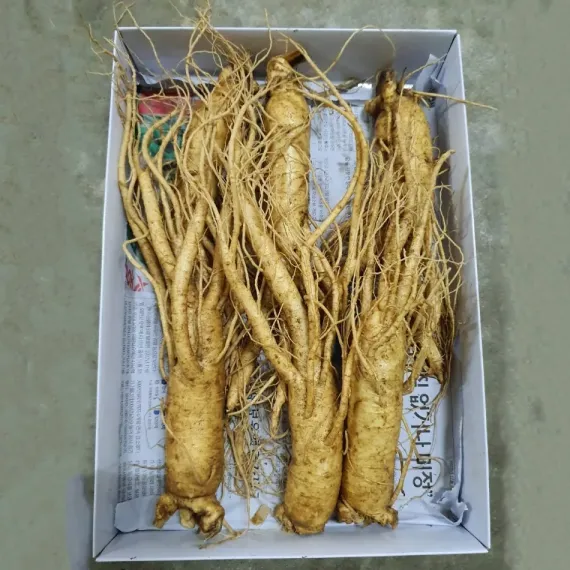 Sâm Tươi Hàn Quốc 6 Củ 1 Kg Dùng Để Ngâm Rượu, Biếu Tặng