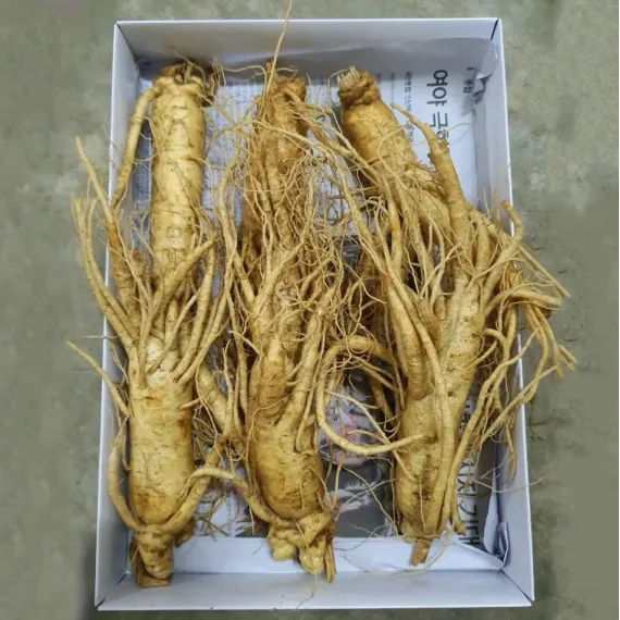 Sâm Tươi Hàn Quốc 6 Củ 1 Kg Dùng Để Ngâm Rượu, Biếu Tặng
