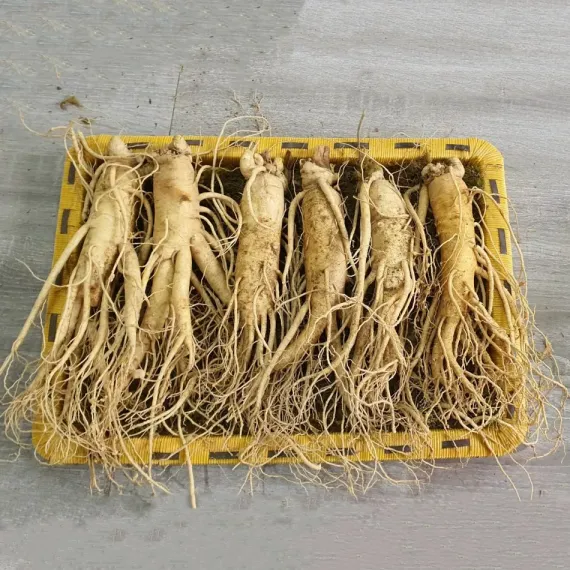 Sâm Tươi Hàn Quốc 6 Củ 1 Kg Dùng Để Ngâm Rượu, Biếu Tặng
