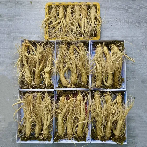 Sâm Tươi Hàn Quốc 6 Củ 1 Kg Dùng Để Ngâm Rượu, Biếu Tặng
