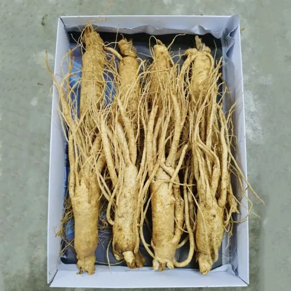Sâm Tươi Hàn Quốc 8 Củ 1 Kg Dùng Để Ngâm Rượu, Biếu Tặng