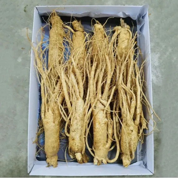Sâm Tươi Hàn Quốc 8 Củ 1 Kg Dùng Để Ngâm Rượu, Biếu Tặng