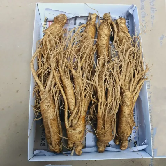 Sâm Tươi Hàn Quốc 8 Củ 1 Kg Dùng Để Ngâm Rượu, Biếu Tặng