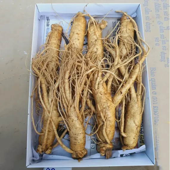 Sâm Tươi Hàn Quốc 8 Củ 1 Kg Dùng Để Ngâm Rượu, Biếu Tặng