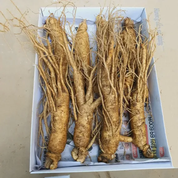 Sâm Tươi Hàn Quốc 8 Củ 1 Kg Dùng Để Ngâm Rượu, Biếu Tặng