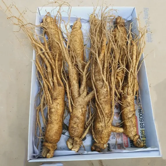 Sâm Tươi Hàn Quốc 8 Củ 1 Kg Dùng Để Ngâm Rượu, Biếu Tặng