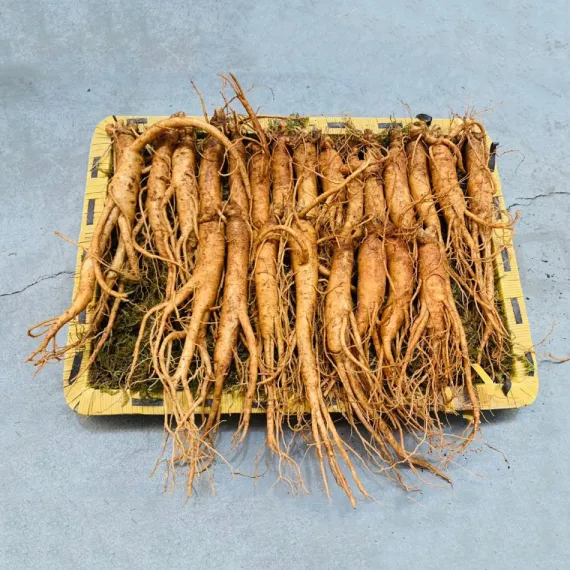 Sâm Tươi Hàn Quốc Hầm Gà, Nấu Canh, Hầm Xương